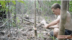bow and arrow