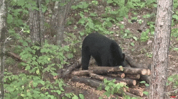 Excited Black Bear GIF by Winkelman