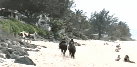 beach horse GIF