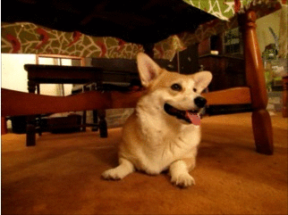 corgis
