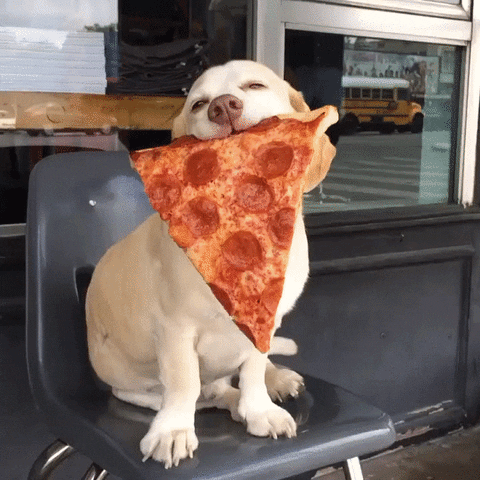 Dog Pizza GIF - Find & Share on GIPHY