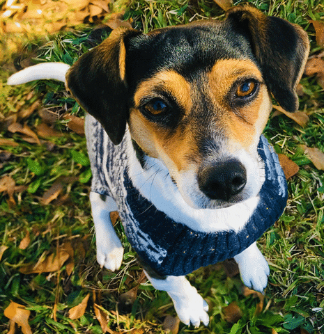 Dog Love Gif By GIF
