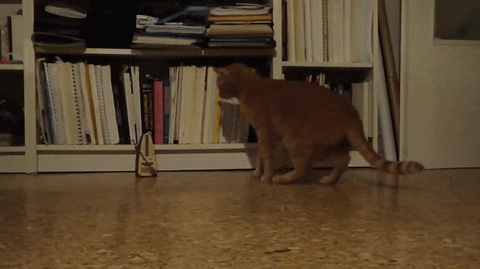 métronome et chats
