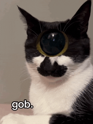 Cat Wtf GIF
