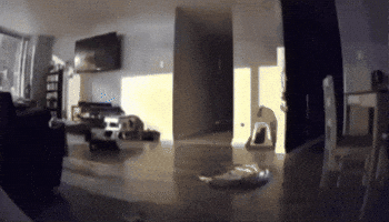 Cat Flash GIF