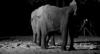 elephant birth GIF