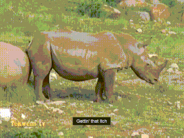 rhino gets GIF