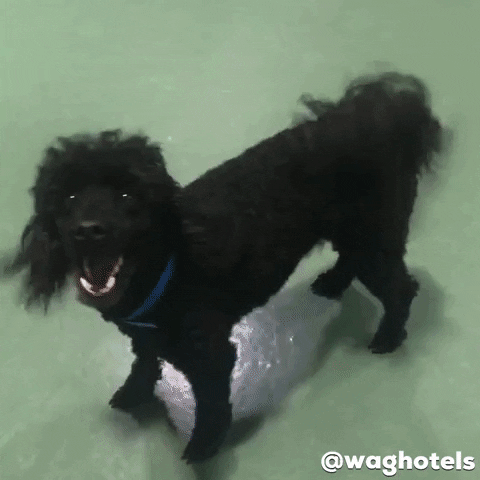 Happy Poodle GIF by Wag Hotels
