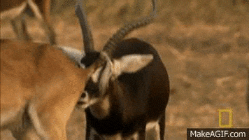 wash ta GIF