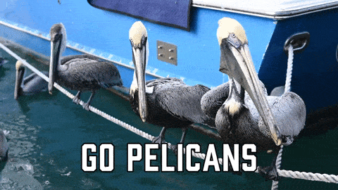 pelicans meme gif