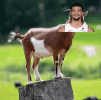 Miami Heat GIF