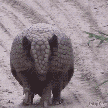 giphy.gif?cid=6c09b9523b01ad3ddbb5fc1733