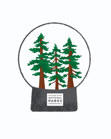 Snowglobe Redwoods GIF by Parks Conservancy
