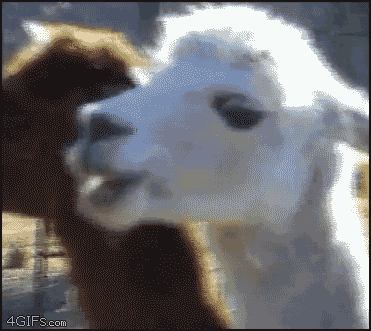 excuse me what GIF
