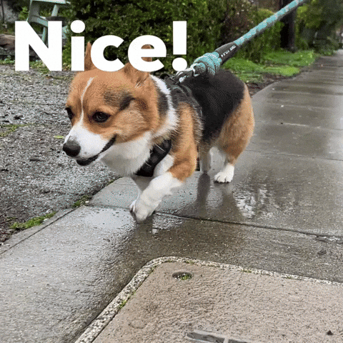 Dog Corgi GIF