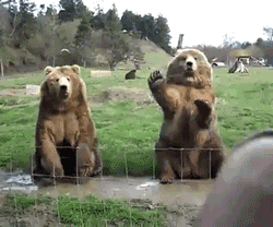 Bears Hello GIF