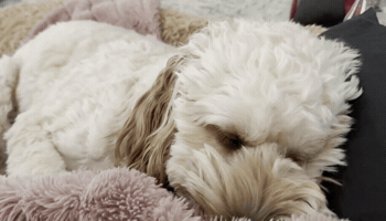Puppy Cockapoo GIF