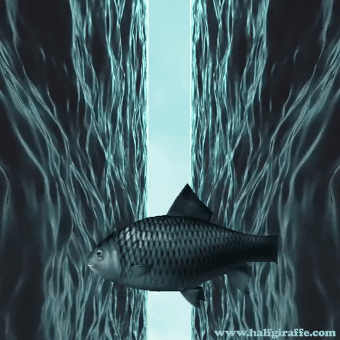 Fish Oceans GIF by William Garratt