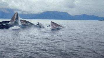 hungry whales GIF