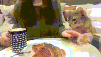 cat croissant GIF