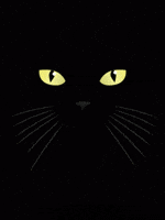 black cat GIF