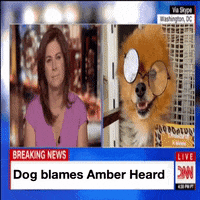 Amber Heard Dog GIF