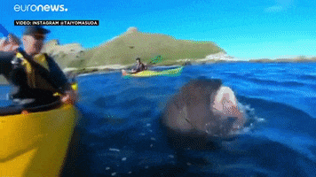 sea lion slap GIF by euronews