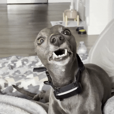 Wait What Funny Dog GIF