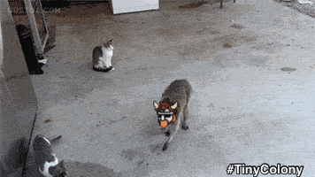 Tiny Colony GIF