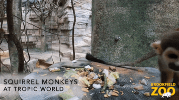 Squirrel Monkey Baby GIF by Brookfield Zoo