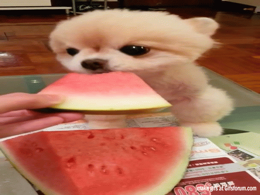  dog hot summer heat watermelon GIF