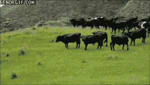 animals