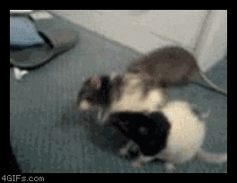 fight