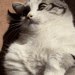 Shocked Cat GIF