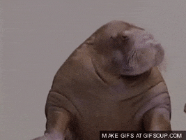 Mega Walrus GIFs - Find & Share on GIPHY
