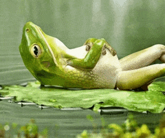 Frogs GIFs - Get the best GIF on GIPHY