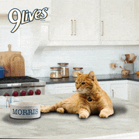 Oh No What GIF by Morris the 9Lives Cat