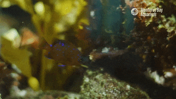 Water Ocean GIF by Monterey Bay Aquarium