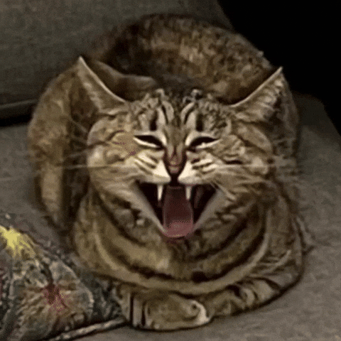 Cat GIF