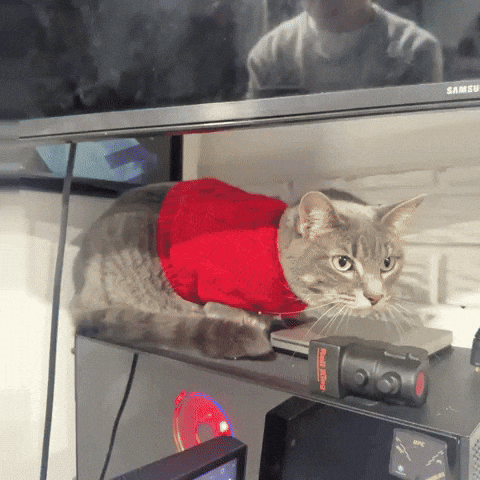 Cat Kitty GIF