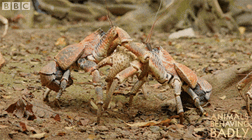 coconut crabs fighting GIF by BBC