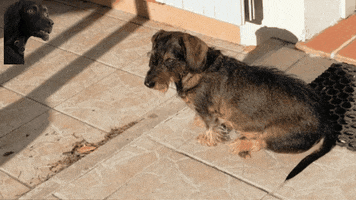 Long GIF