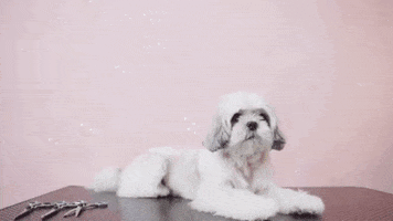 Othello PawCare GIF