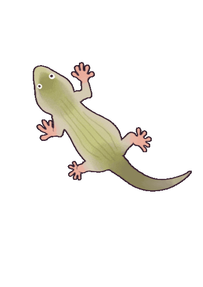 Lizard Gecko Sticker