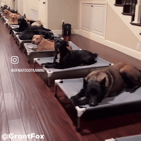 Dog Bed GIF