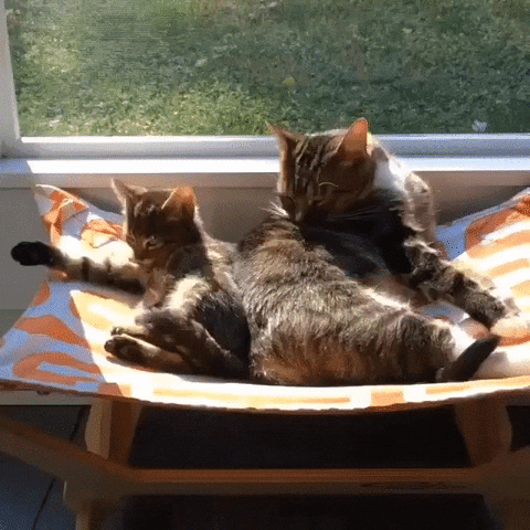 cat mommy GIF