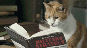 cat reading military strategy GIF