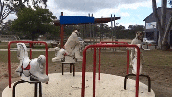 Jack Russell Dogs Enjoy Merry Go Round GIF by ViralHog