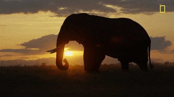 nat geo elephant GIF by National Geographic Channel