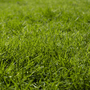 algomin lawn fertilizer gras green grass GIF